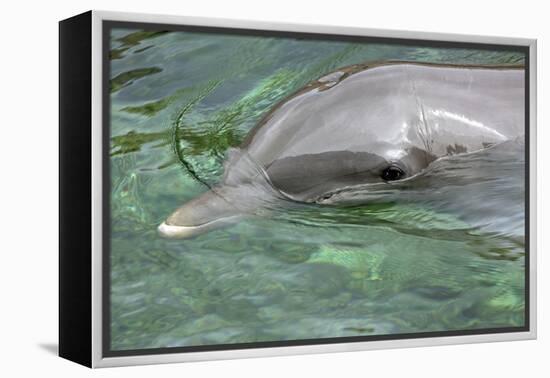 Mexico, Caribbean. Common Bottlenose Dolphin Portrait-David Slater-Framed Premier Image Canvas