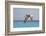 Mexico, Caribbean. Male Brown Pelican Flying over the Sea-David Slater-Framed Photographic Print