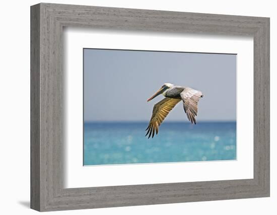 Mexico, Caribbean. Male Brown Pelican Flying over the Sea-David Slater-Framed Photographic Print