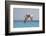 Mexico, Caribbean. Male Brown Pelican Flying over the Sea-David Slater-Framed Photographic Print