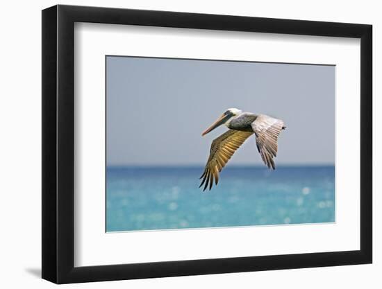 Mexico, Caribbean. Male Brown Pelican Flying over the Sea-David Slater-Framed Photographic Print