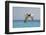 Mexico, Caribbean. Male Brown Pelican Flying over the Sea-David Slater-Framed Photographic Print