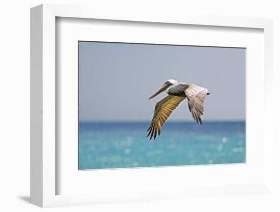 Mexico, Caribbean. Male Brown Pelican Flying over the Sea-David Slater-Framed Photographic Print