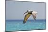 Mexico, Caribbean. Male Brown Pelican Flying over the Sea-David Slater-Mounted Photographic Print