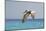 Mexico, Caribbean. Male Brown Pelican Flying over the Sea-David Slater-Mounted Photographic Print