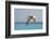 Mexico, Caribbean. Male Brown Pelican Flying over the Sea-David Slater-Framed Photographic Print