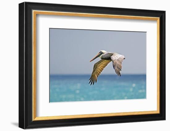 Mexico, Caribbean. Male Brown Pelican Flying over the Sea-David Slater-Framed Photographic Print