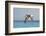 Mexico, Caribbean. Male Brown Pelican Flying over the Sea-David Slater-Framed Photographic Print