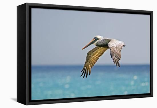 Mexico, Caribbean. Male Brown Pelican Flying over the Sea-David Slater-Framed Premier Image Canvas