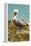 Mexico, Caribbean. Pelecanus Occidentalis, Male Brown Pelican-David Slater-Framed Premier Image Canvas