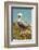 Mexico, Caribbean. Pelecanus Occidentalis, Male Brown Pelican-David Slater-Framed Photographic Print