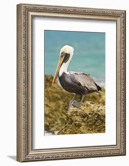 Mexico, Caribbean. Pelecanus Occidentalis, Male Brown Pelican-David Slater-Framed Photographic Print