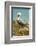 Mexico, Caribbean. Pelecanus Occidentalis, Male Brown Pelican-David Slater-Framed Photographic Print