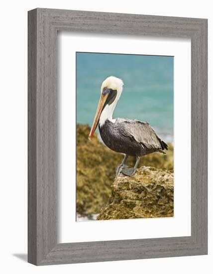 Mexico, Caribbean. Pelecanus Occidentalis, Male Brown Pelican-David Slater-Framed Photographic Print