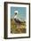 Mexico, Caribbean. Pelecanus Occidentalis, Male Brown Pelican-David Slater-Framed Photographic Print