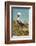 Mexico, Caribbean. Pelecanus Occidentalis, Male Brown Pelican-David Slater-Framed Photographic Print