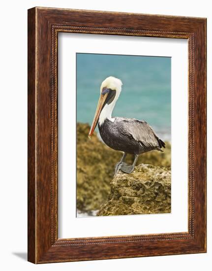 Mexico, Caribbean. Pelecanus Occidentalis, Male Brown Pelican-David Slater-Framed Photographic Print