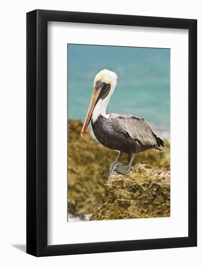 Mexico, Caribbean. Pelecanus Occidentalis, Male Brown Pelican-David Slater-Framed Photographic Print