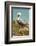 Mexico, Caribbean. Pelecanus Occidentalis, Male Brown Pelican-David Slater-Framed Photographic Print