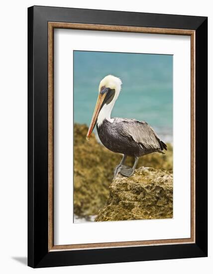 Mexico, Caribbean. Pelecanus Occidentalis, Male Brown Pelican-David Slater-Framed Photographic Print