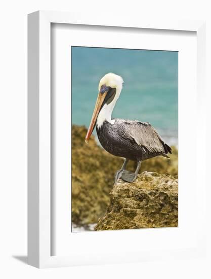 Mexico, Caribbean. Pelecanus Occidentalis, Male Brown Pelican-David Slater-Framed Photographic Print
