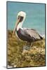 Mexico, Caribbean. Pelecanus Occidentalis, Male Brown Pelican-David Slater-Mounted Photographic Print