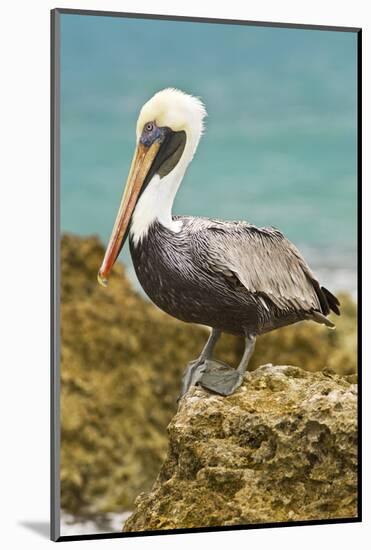 Mexico, Caribbean. Pelecanus Occidentalis, Male Brown Pelican-David Slater-Mounted Photographic Print