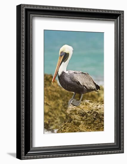 Mexico, Caribbean. Pelecanus Occidentalis, Male Brown Pelican-David Slater-Framed Photographic Print