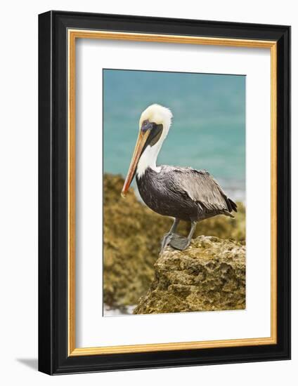 Mexico, Caribbean. Pelecanus Occidentalis, Male Brown Pelican-David Slater-Framed Photographic Print