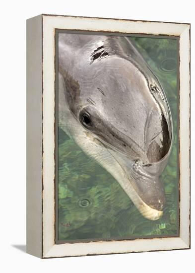 Mexico, Caribbean. Tursiops Truncatus, Common Bottlenose Dolphin Portrait-David Slater-Framed Premier Image Canvas