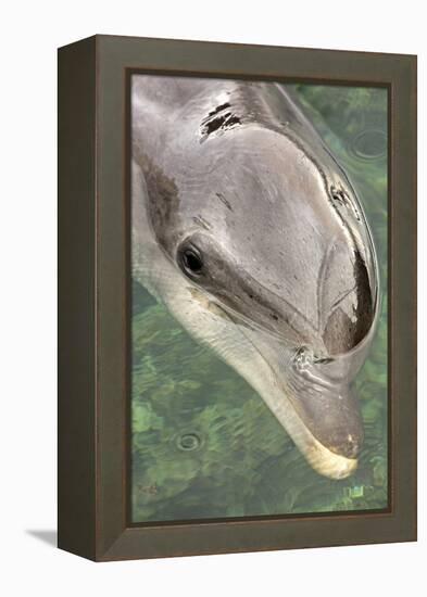 Mexico, Caribbean. Tursiops Truncatus, Common Bottlenose Dolphin Portrait-David Slater-Framed Premier Image Canvas