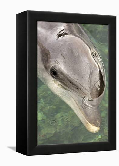 Mexico, Caribbean. Tursiops Truncatus, Common Bottlenose Dolphin Portrait-David Slater-Framed Premier Image Canvas