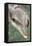 Mexico, Caribbean. Tursiops Truncatus, Common Bottlenose Dolphin Portrait-David Slater-Framed Premier Image Canvas
