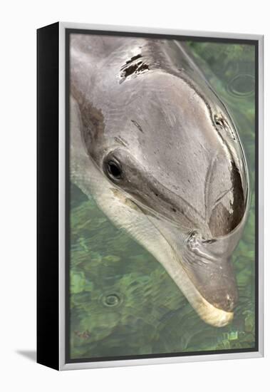 Mexico, Caribbean. Tursiops Truncatus, Common Bottlenose Dolphin Portrait-David Slater-Framed Premier Image Canvas