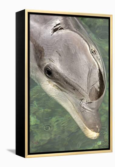 Mexico, Caribbean. Tursiops Truncatus, Common Bottlenose Dolphin Portrait-David Slater-Framed Premier Image Canvas