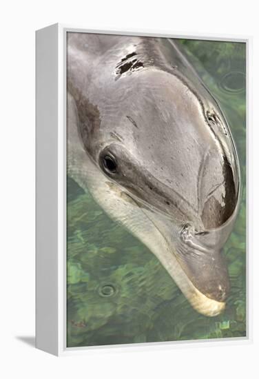 Mexico, Caribbean. Tursiops Truncatus, Common Bottlenose Dolphin Portrait-David Slater-Framed Premier Image Canvas