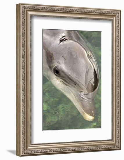 Mexico, Caribbean. Tursiops Truncatus, Common Bottlenose Dolphin Portrait-David Slater-Framed Photographic Print