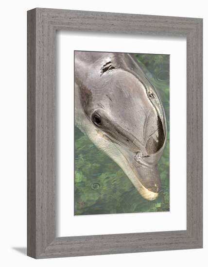 Mexico, Caribbean. Tursiops Truncatus, Common Bottlenose Dolphin Portrait-David Slater-Framed Photographic Print