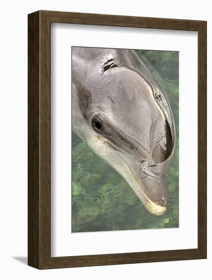 Mexico, Caribbean. Tursiops Truncatus, Common Bottlenose Dolphin Portrait-David Slater-Framed Photographic Print