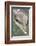 Mexico, Caribbean. Tursiops Truncatus, Common Bottlenose Dolphin Portrait-David Slater-Framed Photographic Print