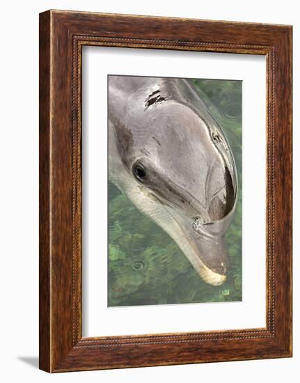 Mexico, Caribbean. Tursiops Truncatus, Common Bottlenose Dolphin Portrait-David Slater-Framed Photographic Print