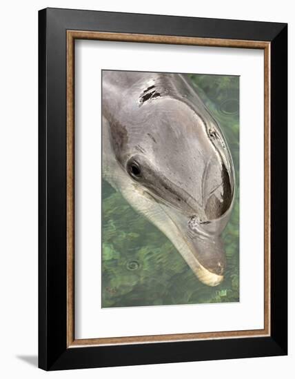 Mexico, Caribbean. Tursiops Truncatus, Common Bottlenose Dolphin Portrait-David Slater-Framed Photographic Print