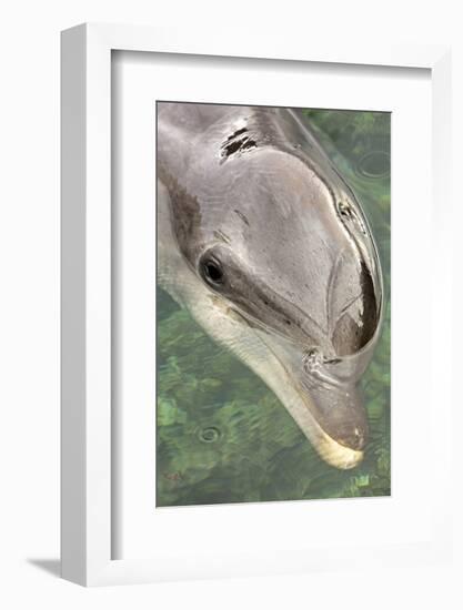 Mexico, Caribbean. Tursiops Truncatus, Common Bottlenose Dolphin Portrait-David Slater-Framed Photographic Print