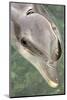 Mexico, Caribbean. Tursiops Truncatus, Common Bottlenose Dolphin Portrait-David Slater-Mounted Photographic Print