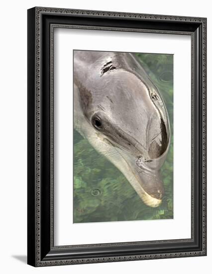 Mexico, Caribbean. Tursiops Truncatus, Common Bottlenose Dolphin Portrait-David Slater-Framed Photographic Print