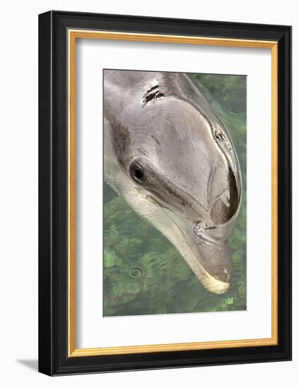 Mexico, Caribbean. Tursiops Truncatus, Common Bottlenose Dolphin Portrait-David Slater-Framed Photographic Print