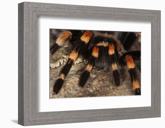 Mexico. Close-up of red knee tarantula-Jaynes Gallery-Framed Photographic Print