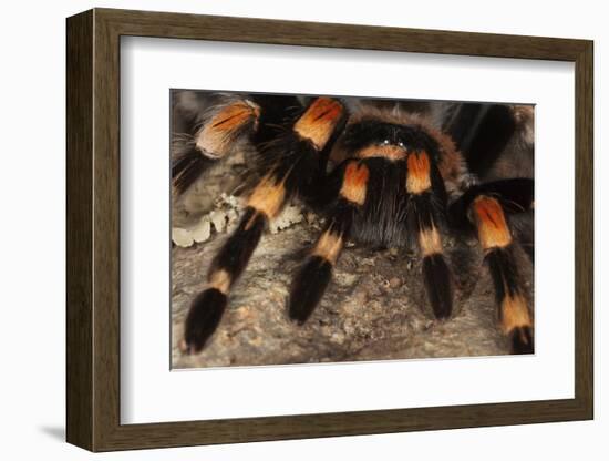 Mexico. Close-up of red knee tarantula-Jaynes Gallery-Framed Photographic Print