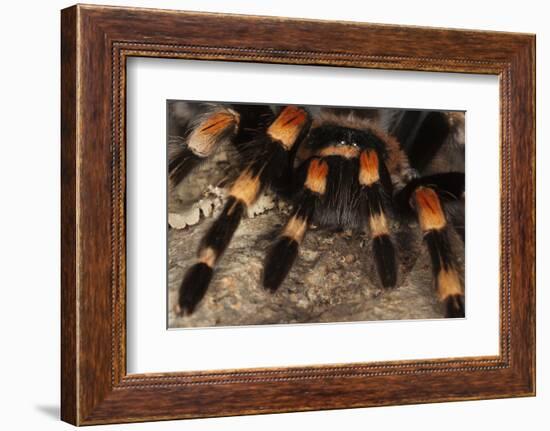 Mexico. Close-up of red knee tarantula-Jaynes Gallery-Framed Photographic Print