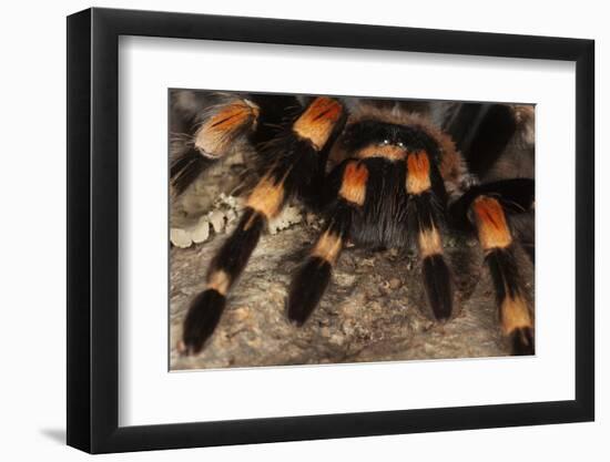 Mexico. Close-up of red knee tarantula-Jaynes Gallery-Framed Photographic Print